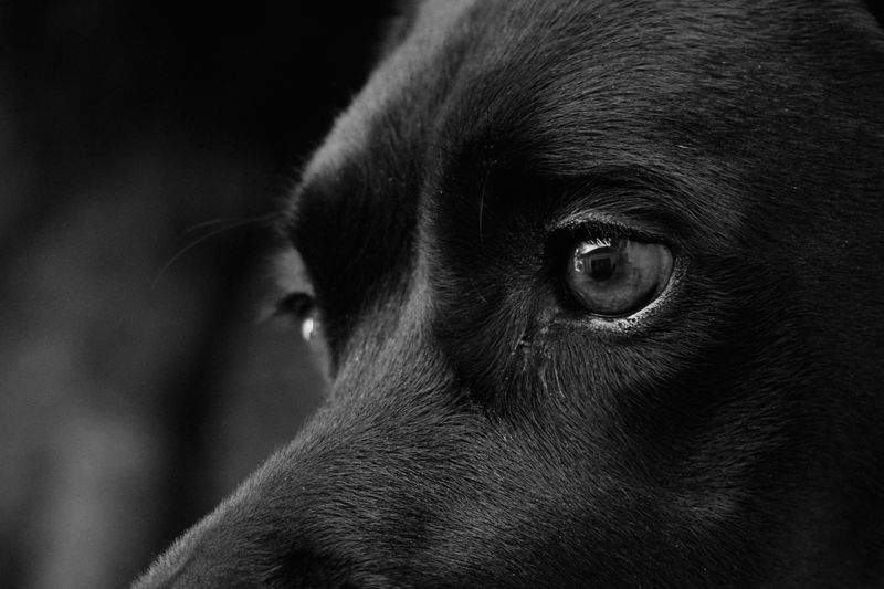 忙しい飼い主さまの送迎負担を減らし、利用しやすさを向上